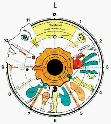 Irisdiagnose Potsdam