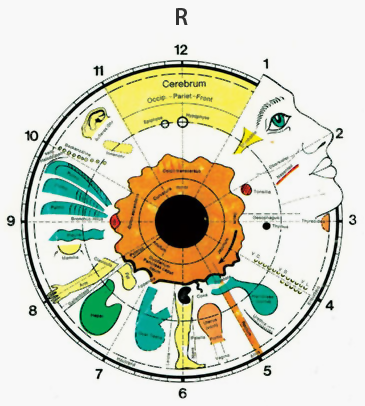 Irisdiagnose Potsdam